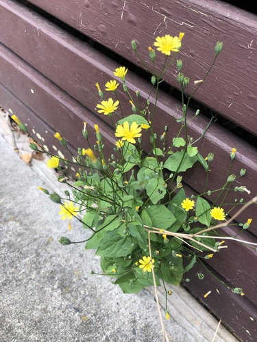 Common nipplewort (Lapsana communis)