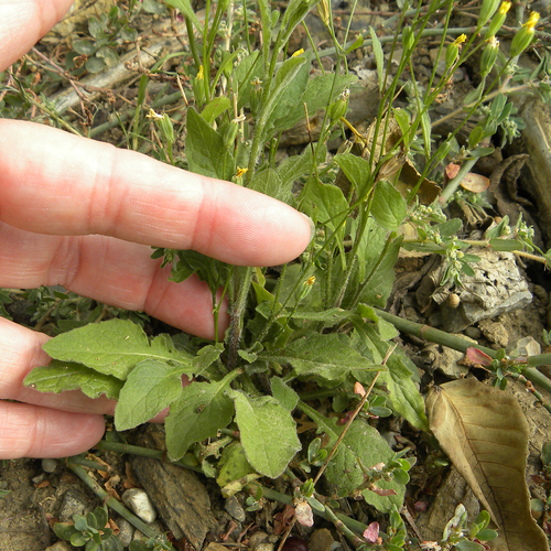 Common nipplewort