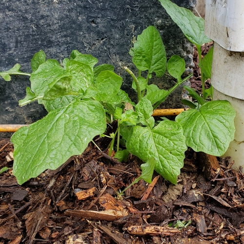 Common nipplewort (Lapsana communis)