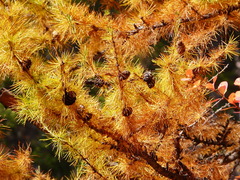 European larch (Larix decidua)
