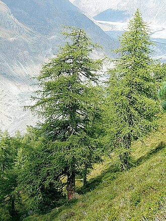 European larch: European larch (Larix decidua), a coniferous tree which is also deciduous