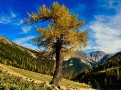 European larch (Larix decidua)