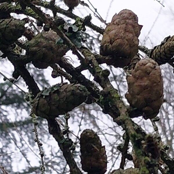 European larch (Larix decidua)