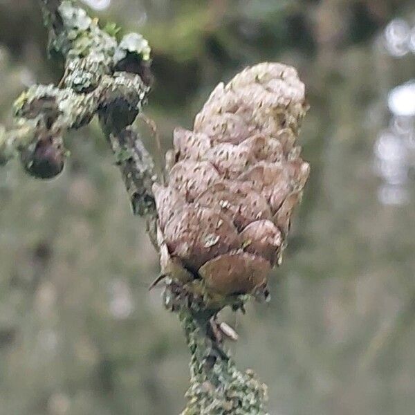 European larch (Larix decidua)