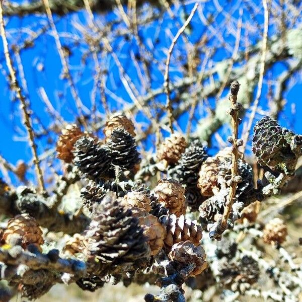 European larch (Larix decidua)