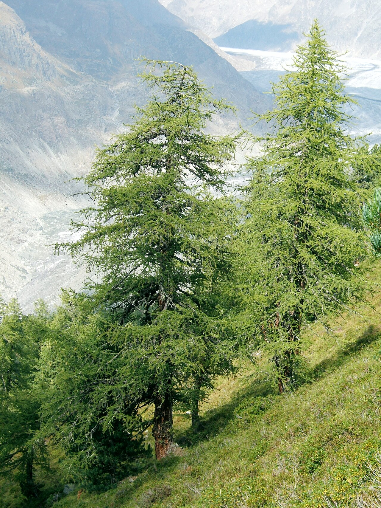 European larch: European Larch Larix decidua , Aletschwald, Switzerland.
