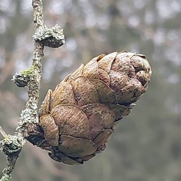 European larch (Larix decidua)
