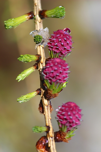 European larch (Larix decidua)