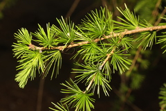 European larch (Larix decidua)