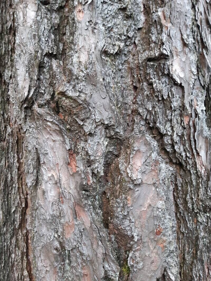 European larch (Larix decidua)