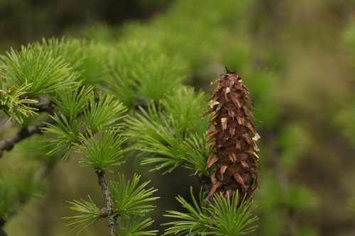 Sikkim larch (Larix griffithii)