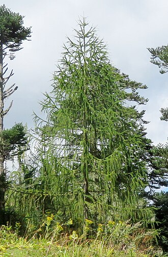 Sikkim larch: Sikkim Larch Larix griffithii young tree, Chele La pass between Chelela and Paro, Bhutan