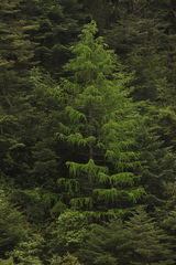 Sikkim larch (Larix griffithii)