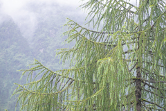 Sikkim larch (Larix griffithii)