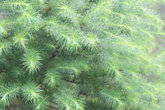 Sikkim larch (Larix griffithii)