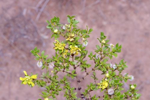 Creosote bush (Larrea tridentata)