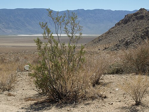 Creosote bush: creosote bush, Larrea tridentata, Beer Creek Fan, Deep Springs Valley, White Mountains, elevation 1655 m (5425 ft). One of the farthest north (and highest eleva