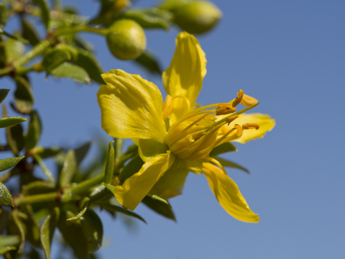 Creosote bush (Larrea tridentata)