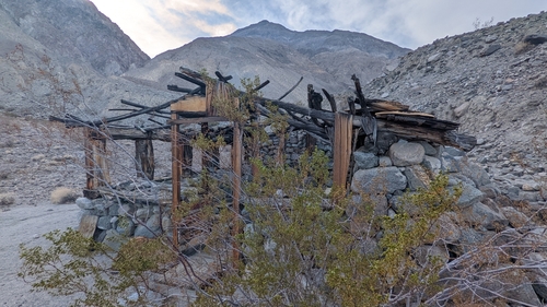 Creosote bush (Larrea tridentata)