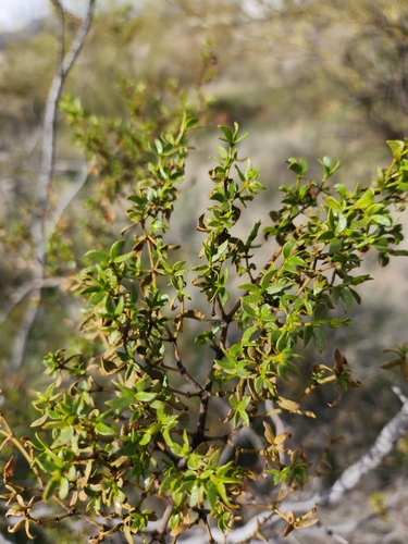 Creosote bush (Larrea tridentata)