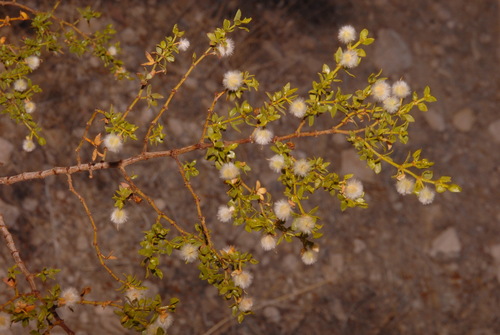 Creosote bush (Larrea tridentata)