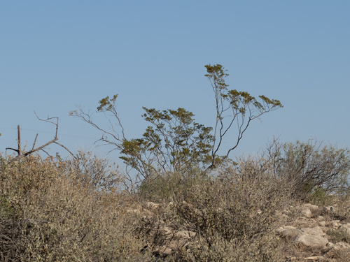 Creosote bush (Larrea tridentata)