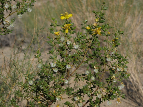 Creosote bush