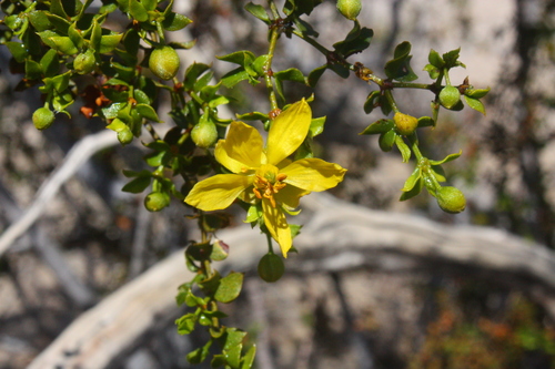 Creosote bush (Larrea tridentata)