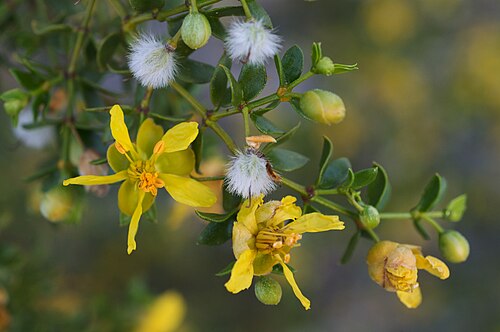 Creosote bush: Common name: Creosote Bush Species from North America Photographed along the edge of the overflow camping section of the Sunset Campground, Furnace Creek, Death