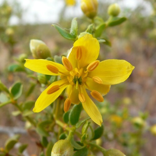 Creosote bush (Larrea tridentata)