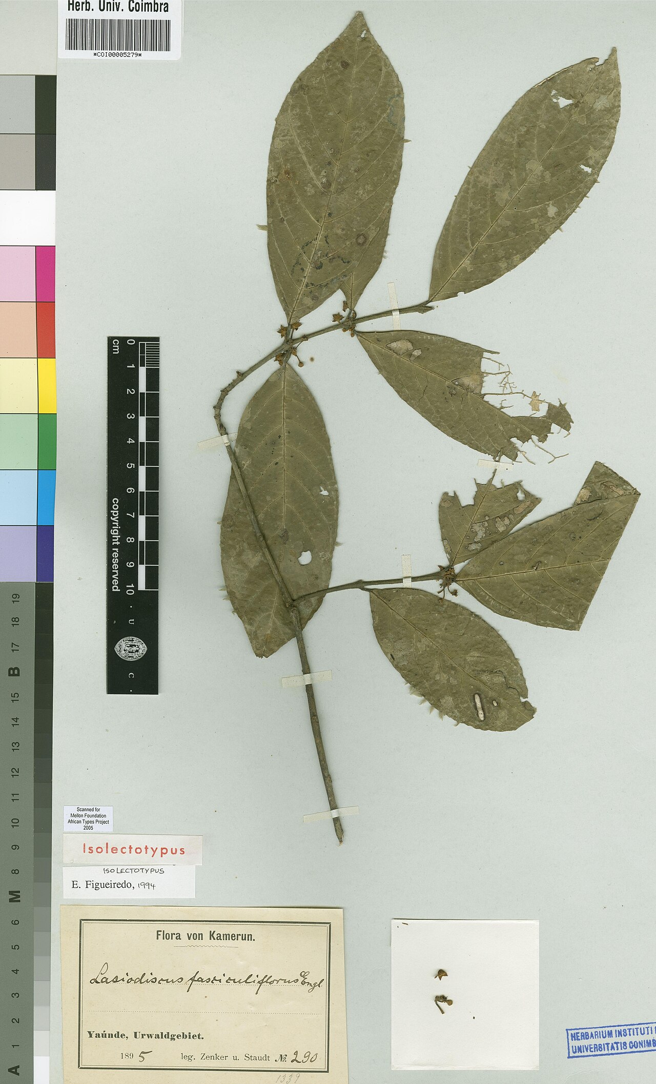 Lasiodiscus fasciculiflorus: Photograph of Isolectotype of Lasiodiscus fasciculiflorus at Herbarium of the University of Coimbra, Portugal (COI). Specimen COI00005279. http://coicatalogue.u