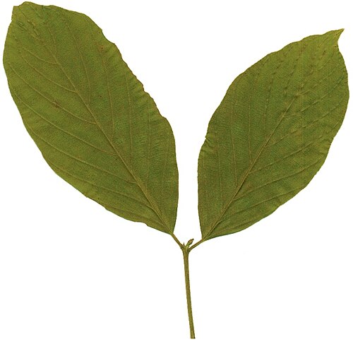 Red-hair bush: Upper sides of the opposite leaves of a Red-hair bush from Inhamitanga forest near Lacerdónia in central Mozambique