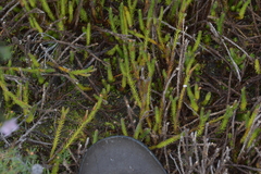 Lateristachys lateralis (Lateristachys lateralis)