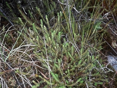 Lateristachys lateralis (Lateristachys lateralis)