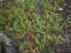 Lateristachys lateralis (Lateristachys lateralis)