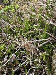 Lateristachys lateralis (Lateristachys lateralis)