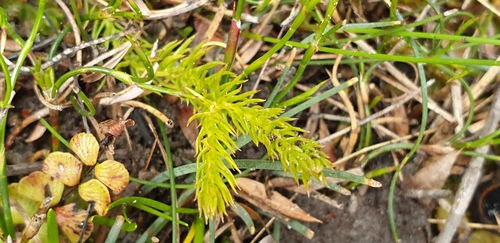 Lateristachys lateralis (Lateristachys lateralis)