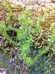 Lateristachys lateralis (Lateristachys lateralis)
