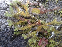 Lateristachys lateralis (Lateristachys lateralis)