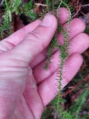 Lateristachys lateralis (Lateristachys lateralis)