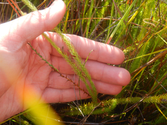Lateristachys lateralis (Lateristachys lateralis)