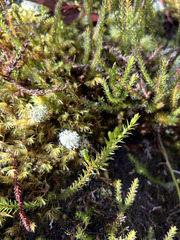 Lateristachys lateralis (Lateristachys lateralis)