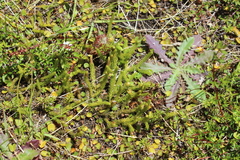 Lateristachys lateralis (Lateristachys lateralis)