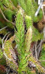 Lateristachys lateralis (Lateristachys lateralis)