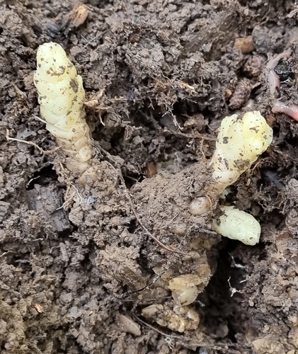 Common toothwort (Lathraea squamaria)