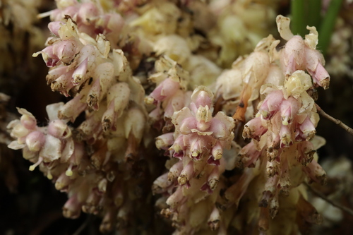 Common toothwort (Lathraea squamaria)