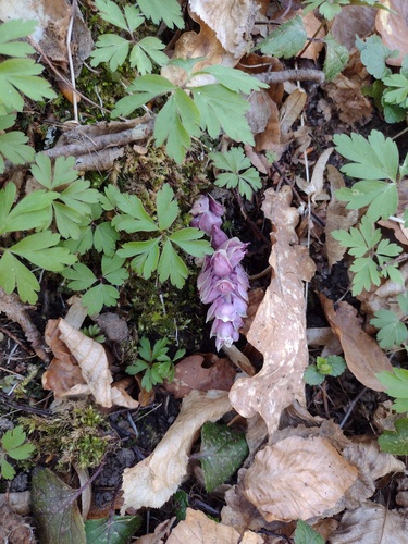 Common toothwort