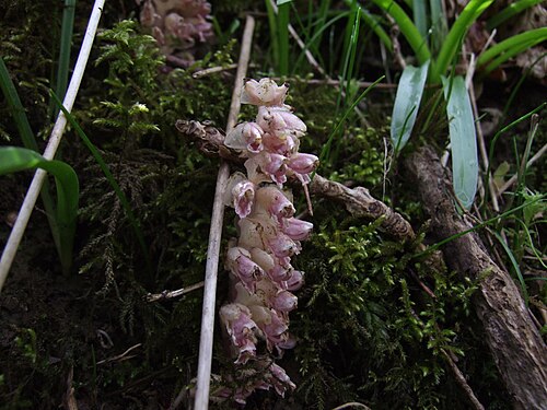 Common toothwort: Common Toothwort