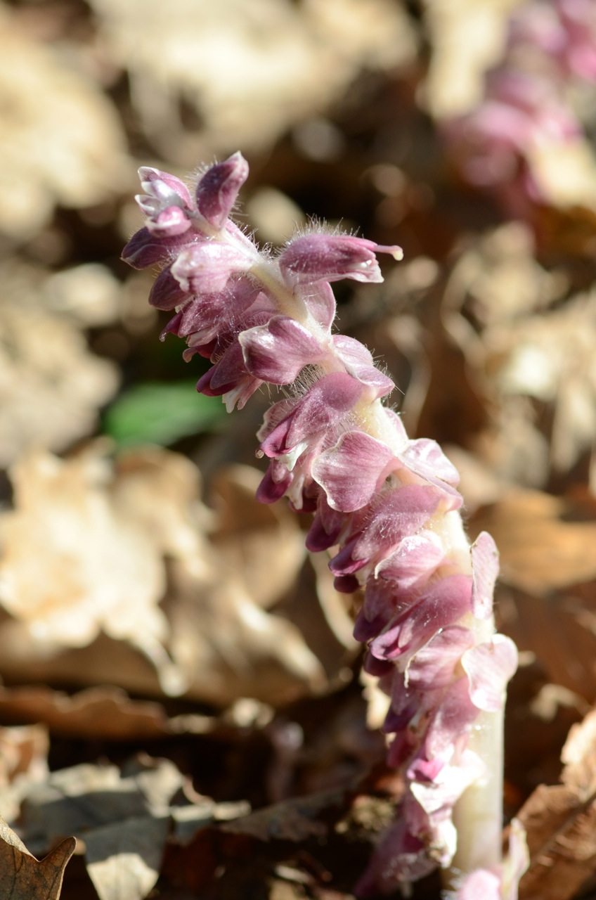 Common toothwort: Lathraea squamaria