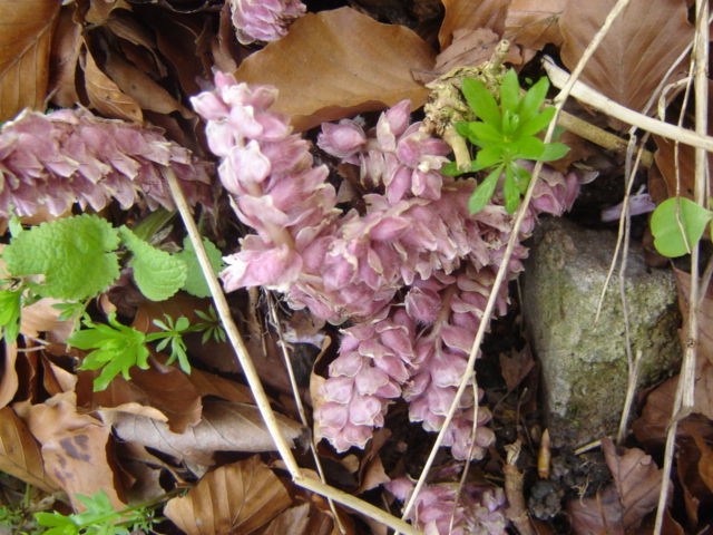 Common toothwort: Schuppenwurz ( Lathraea squamaria ) Photo in der Nähe von Löberschütz